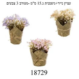 עציץ נייר + גיבסניות